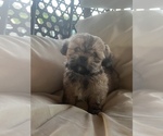 Puppy 1 Shih Tzu-ShihPoo Mix