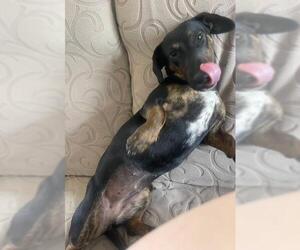 Daisy  -  Bonded With Norman  -  So Ca - Female Dachshund-Unknown Mix Dog for Adoption - Photo #9