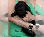 Small #3 Pug-Shih Tzu Mix