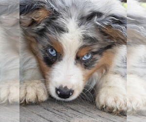 Medium Miniature Australian Shepherd