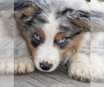 Puppy Huey Miniature Australian Shepherd