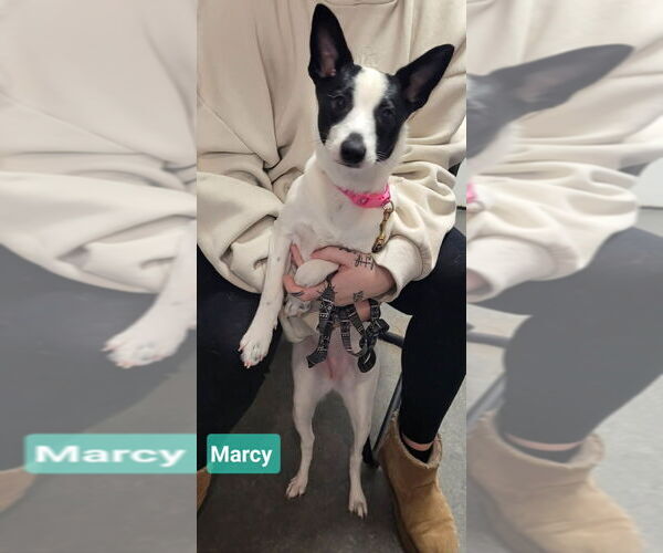 Medium Photo #1 Jack Chi Puppy For Sale in Richmond, IN, USA