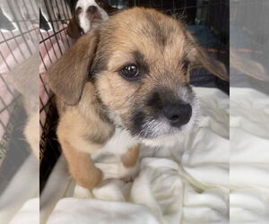 Jack-A-Bee Dogs for adoption in Pottstown, PA, USA