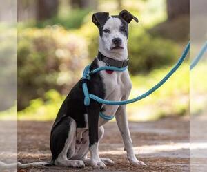 Wyle (Emmy Pup) - Male Boston Terrier-Boxer Mix Dog for Adoption - Photo #40