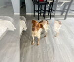 Small #1 Mutt