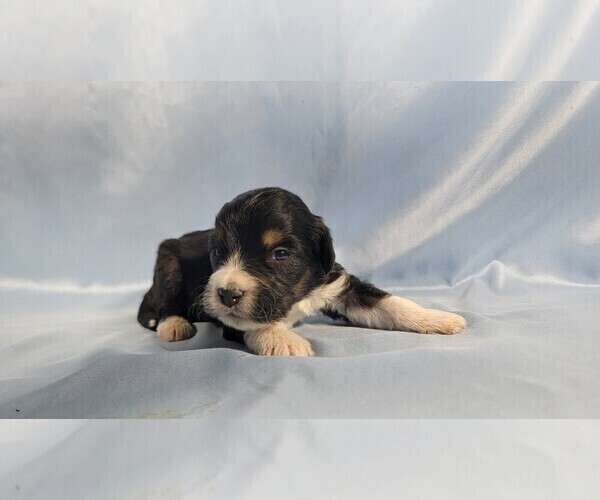 Medium Photo #4 Bernedoodle (Miniature) Puppy For Sale in BLACK FOREST, CO, USA