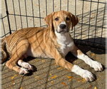 Small Photo #3 Beagle-Unknown Mix Puppy For Sale in Gilberts, IL, USA