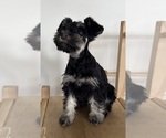 Small #7 Schnauzer (Miniature)