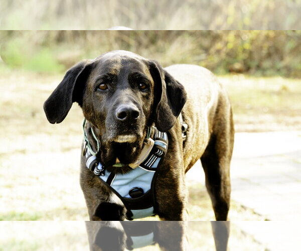 Medium Photo #1 Mountain Cur-Plott Hound Mix Puppy For Sale in Blairsville, GA, USA