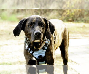 Mountain Cur-Plott Hound Mix Dogs for adoption in Blairsville, GA, USA
