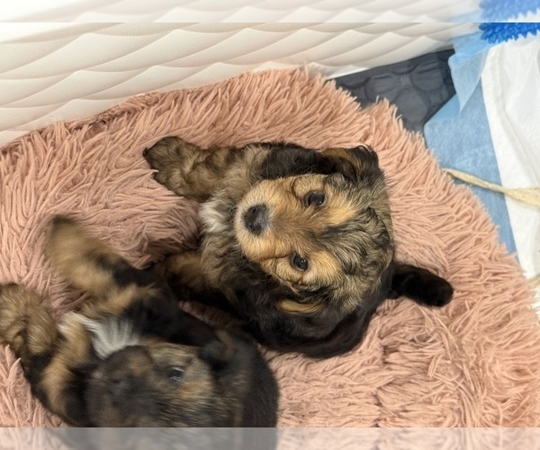 Medium Photo #1 Yorkshire Terrier Puppy For Sale in STAPLETON, AL, USA