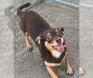 Celia - Female Chiweenie Dog for Adoption