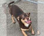 Celia - Female Chiweenie Dog for Adoption - Small photo