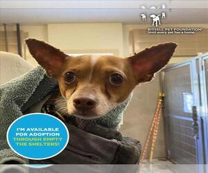 Chihuahua-Unknown Mix Dogs for adoption in Santa Cruz, CA, USA