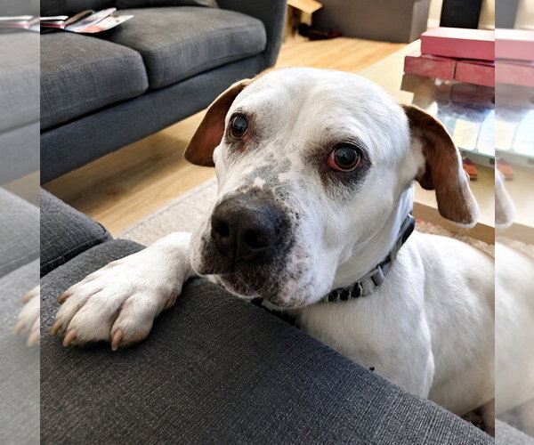 Medium Photo #44 Bulloxer Puppy For Sale in Lake Forest, CA, USA
