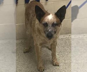 Mutt Dogs for adoption in Conroe, TX, USA