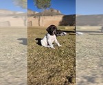 Puppy Pitman German Shorthaired Pointer