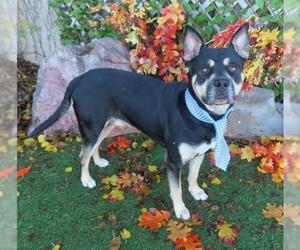 Rottweiler-Unknown Mix Dogs for adoption in Oklahoma City, OK, USA