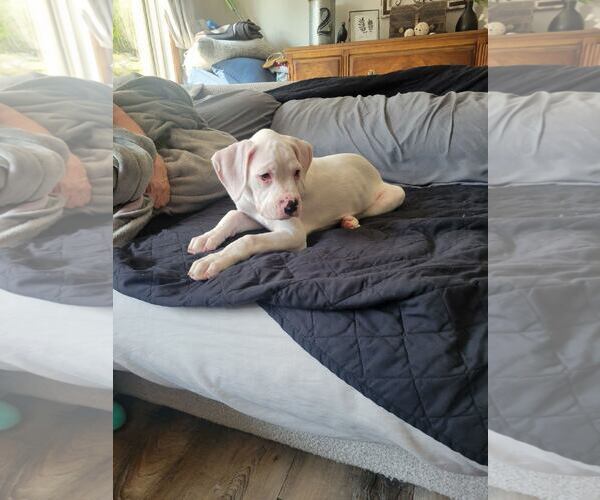 Medium Photo #6 Boxer Puppy For Sale in Woodbury, MN, USA