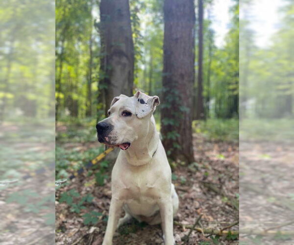 Medium Photo #5 Dogo Argentino Puppy For Sale in Brights Grove, Ontario, Canada