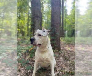 Bea - Female Dogo Argentino Dog for Adoption - Photo #5