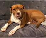 Small #3 American Staffordshire Terrier Mix