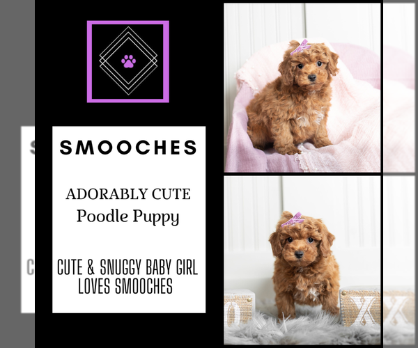 Medium Photo #13 Poodle (Toy) Puppy For Sale in WARSAW, IN, USA