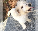 Small #1 Poodle (Miniature) Mix