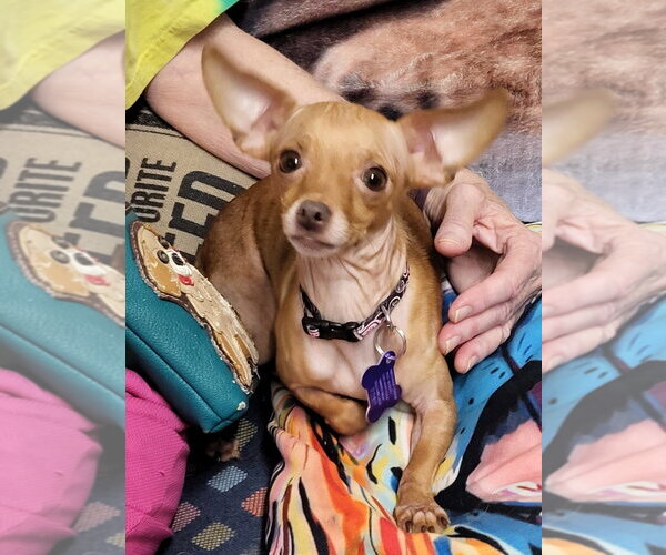 Medium Photo #1 Chihuahua-Unknown Mix Puppy For Sale in Ellijay, GA, USA