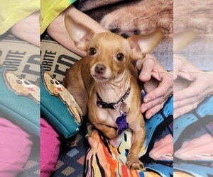 Chihuahua-Unknown Mix Dogs for adoption in Ellijay, GA, USA
