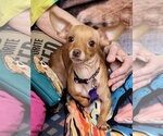Small Chihuahua Mix