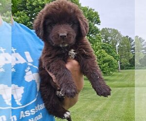 Newfoundland Puppy for sale in NEW HOLLAND, PA, USA