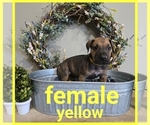 Puppy Yellow Collar Great Dane