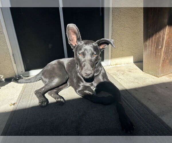 Medium Photo #7 Labrador Retriever-Unknown Mix Puppy For Sale in Dana Point, CA, USA