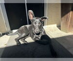 Small #6 Labrador Retriever Mix
