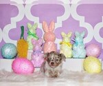 Small Photo #16 Chihuahua Puppy For Sale in CHARLESTON, AR, USA