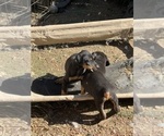 Small #29 Doberman Pinscher
