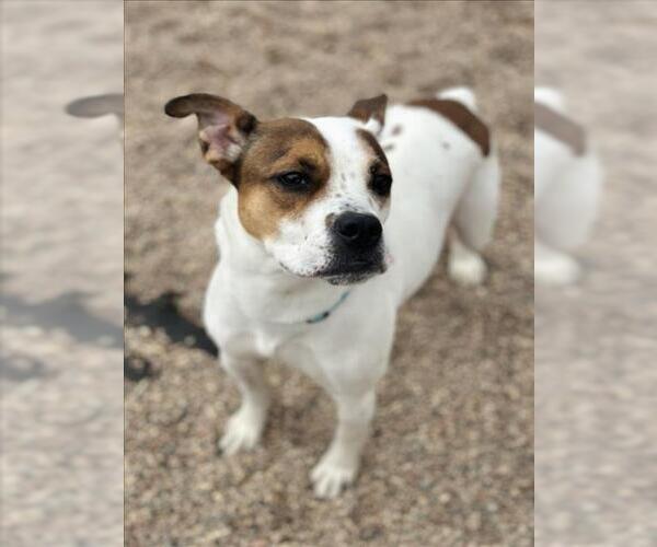 Medium Photo #1 American Bulldog-Unknown Mix Puppy For Sale in Fort Collins, CO, USA