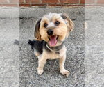 Small Mutt