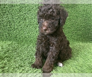 Poodle (Miniature) Puppy for Sale in MIAMI, Florida USA