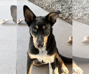 Sherlock - Male Mutt Dog for Adoption