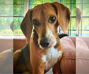 Pooh - Male Beagle Dog for Adoption - Photo #4