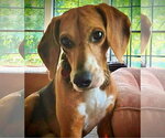 Small Photo #4 Beagle Puppy For Sale in Dunnellon, FL, USA