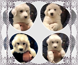 Great Pyrenees Puppy for sale in FALL CREEK, WI, USA