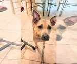 Small #9 American Staffordshire Terrier-Black Mouth Cur Mix