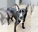 Small #5 American Pit Bull Terrier Mix
