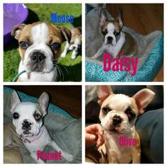 Faux Frenchbo Bulldog Puppy for sale in WEST BEND, WI, USA