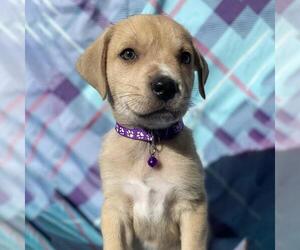 Labrador Retriever-Unknown Mix Dogs for adoption in San Diego, CA, USA