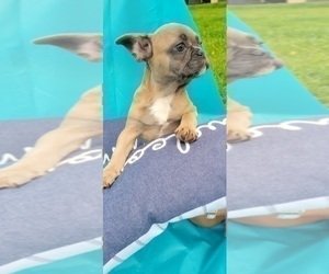 French Bulldog Puppy for sale in TAMPA, FL, USA