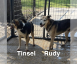 Small #8 German Shepherd Dog Mix
